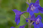 Alabama larkspur